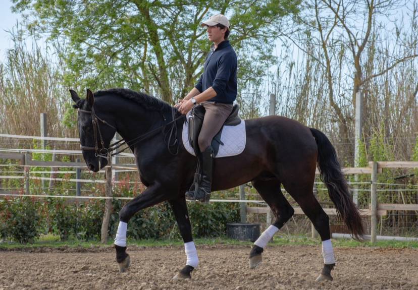 Entire Lusitano For sale 2018 Black