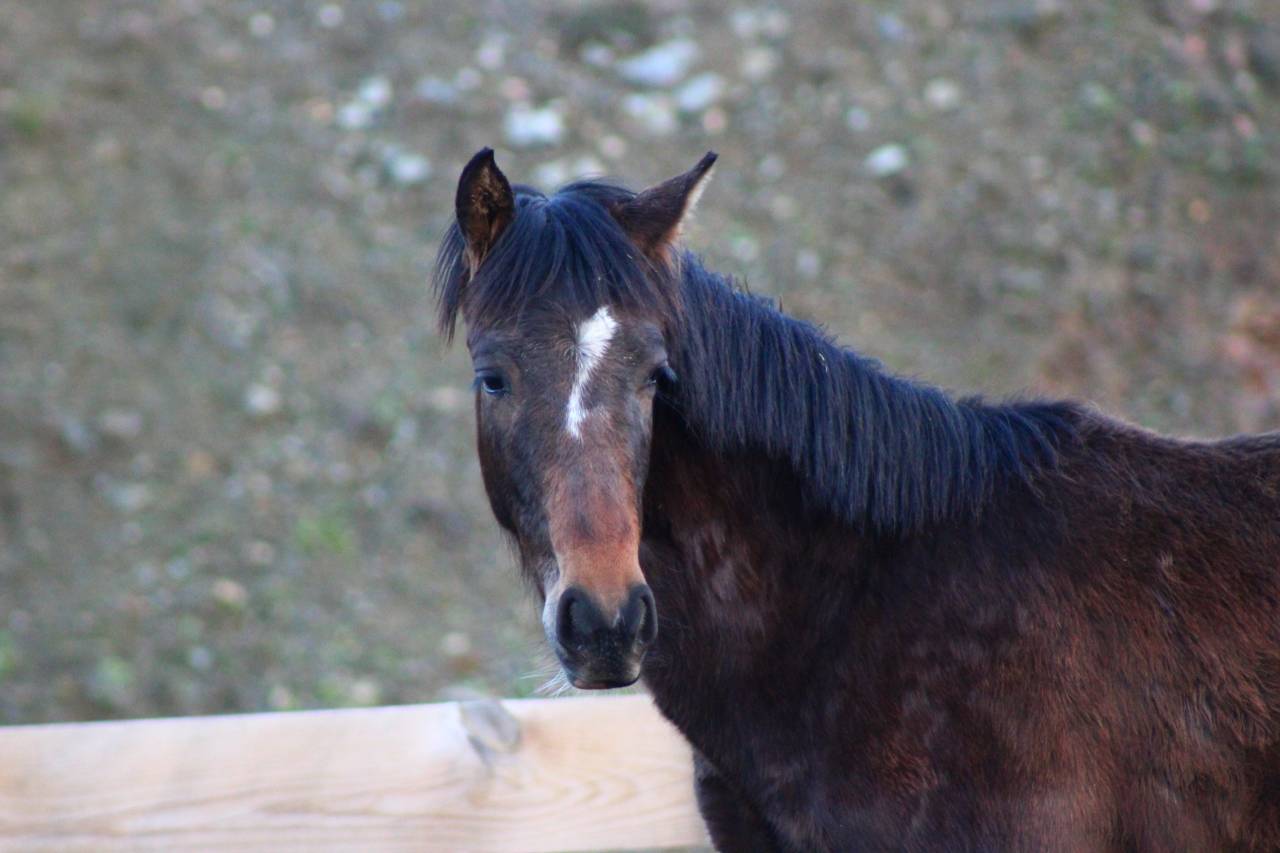 Gelding PRE Pure Spanish Bred For sale 2025 Bay