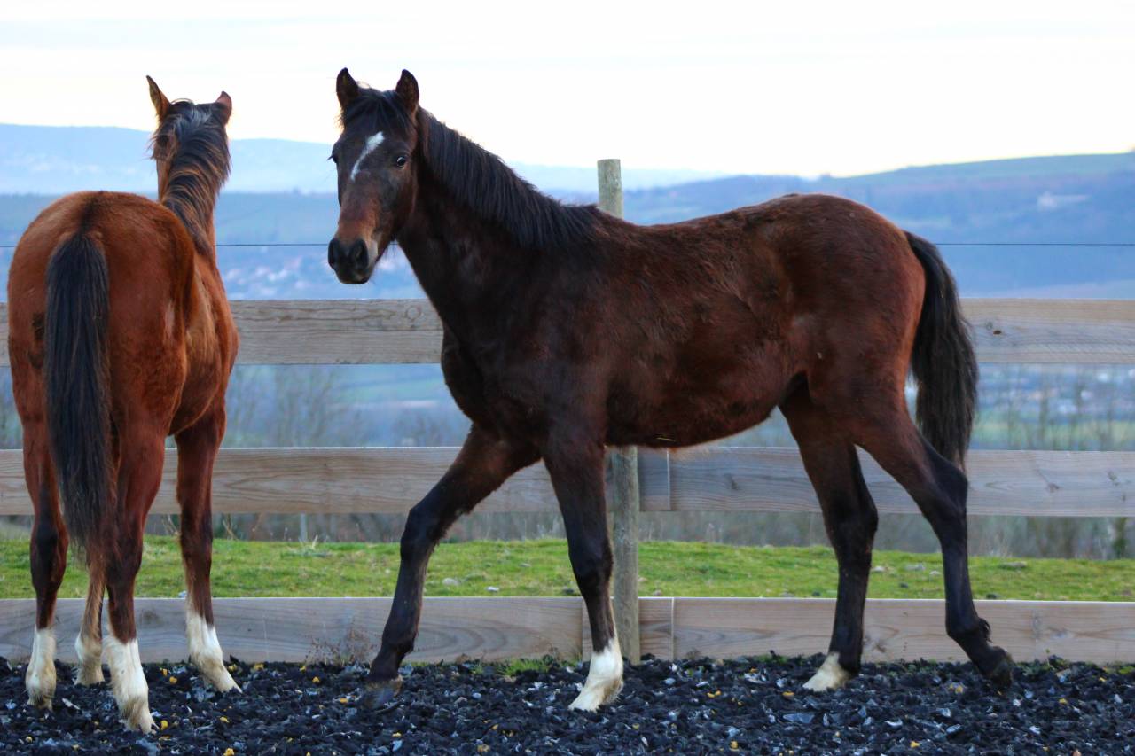 Gelding PRE Pure Spanish Bred For sale 2025 Bay