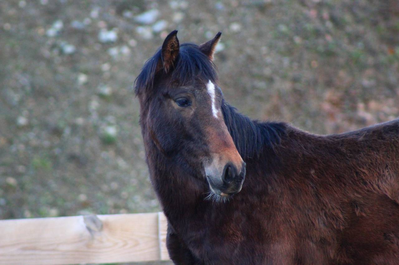 Gelding PRE Pure Spanish Bred For sale 2025 Bay