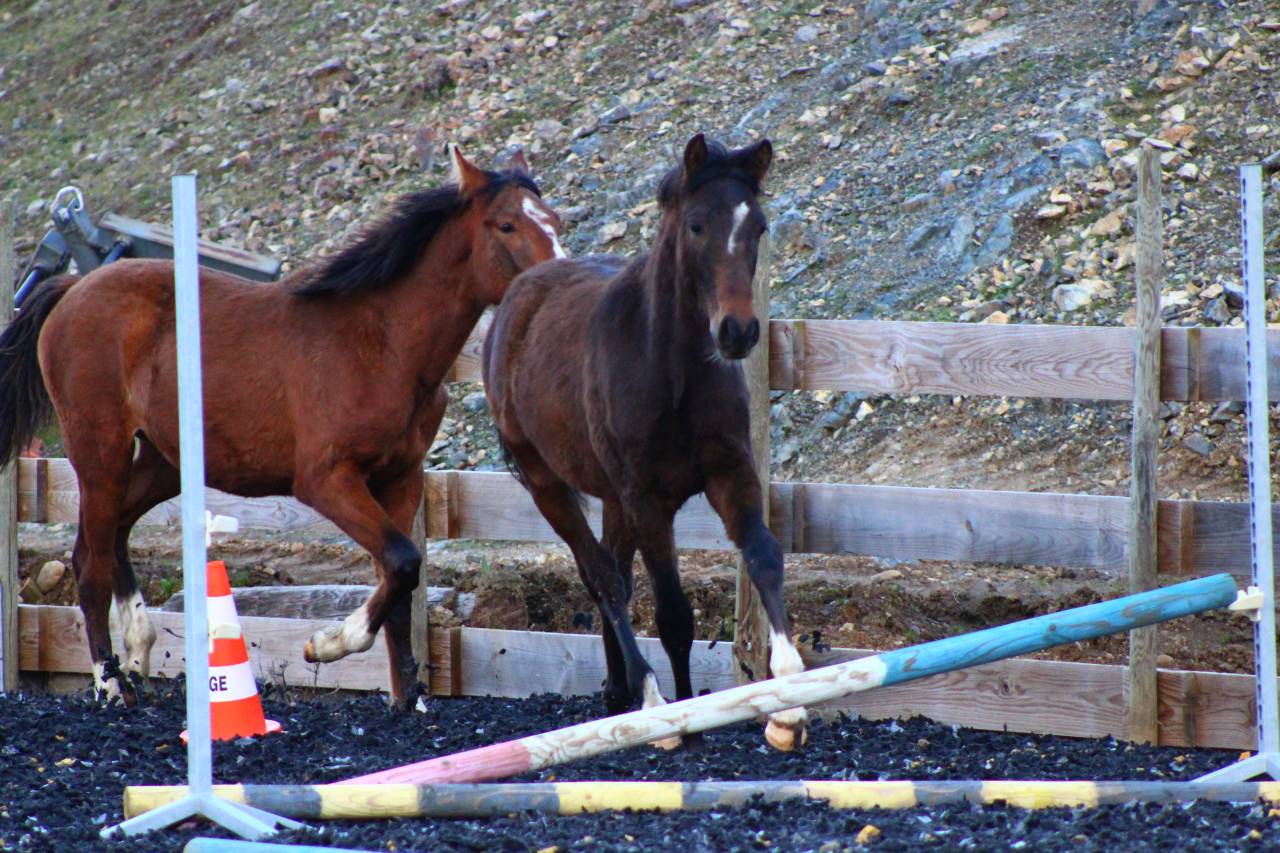 Gelding PRE Pure Spanish Bred For sale 2025 Bay