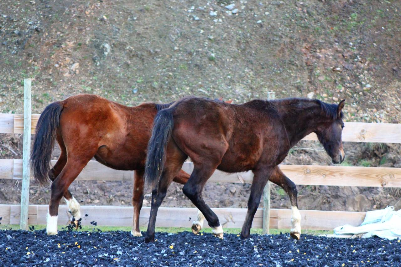 Gelding PRE Pure Spanish Bred For sale 2025 Bay