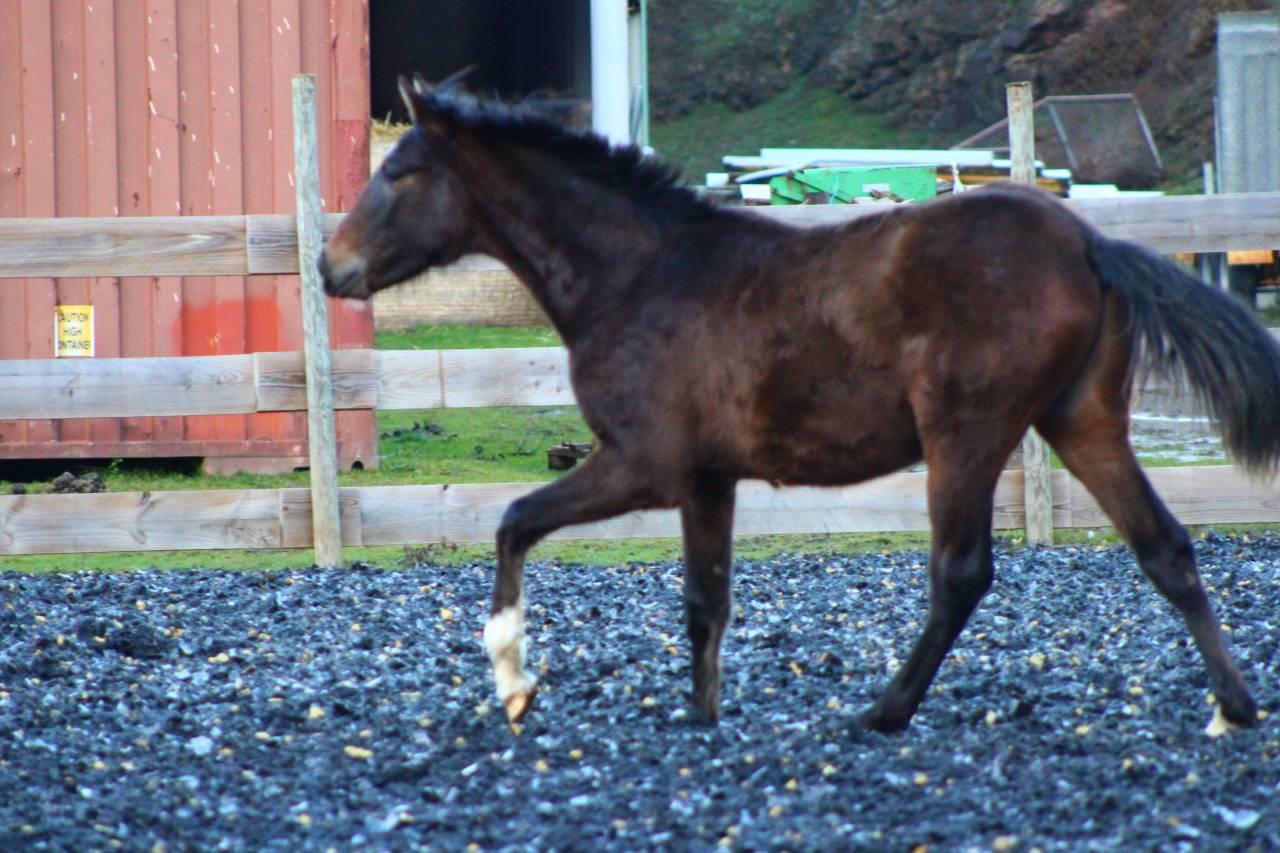 Gelding PRE Pure Spanish Bred For sale 2025 Bay