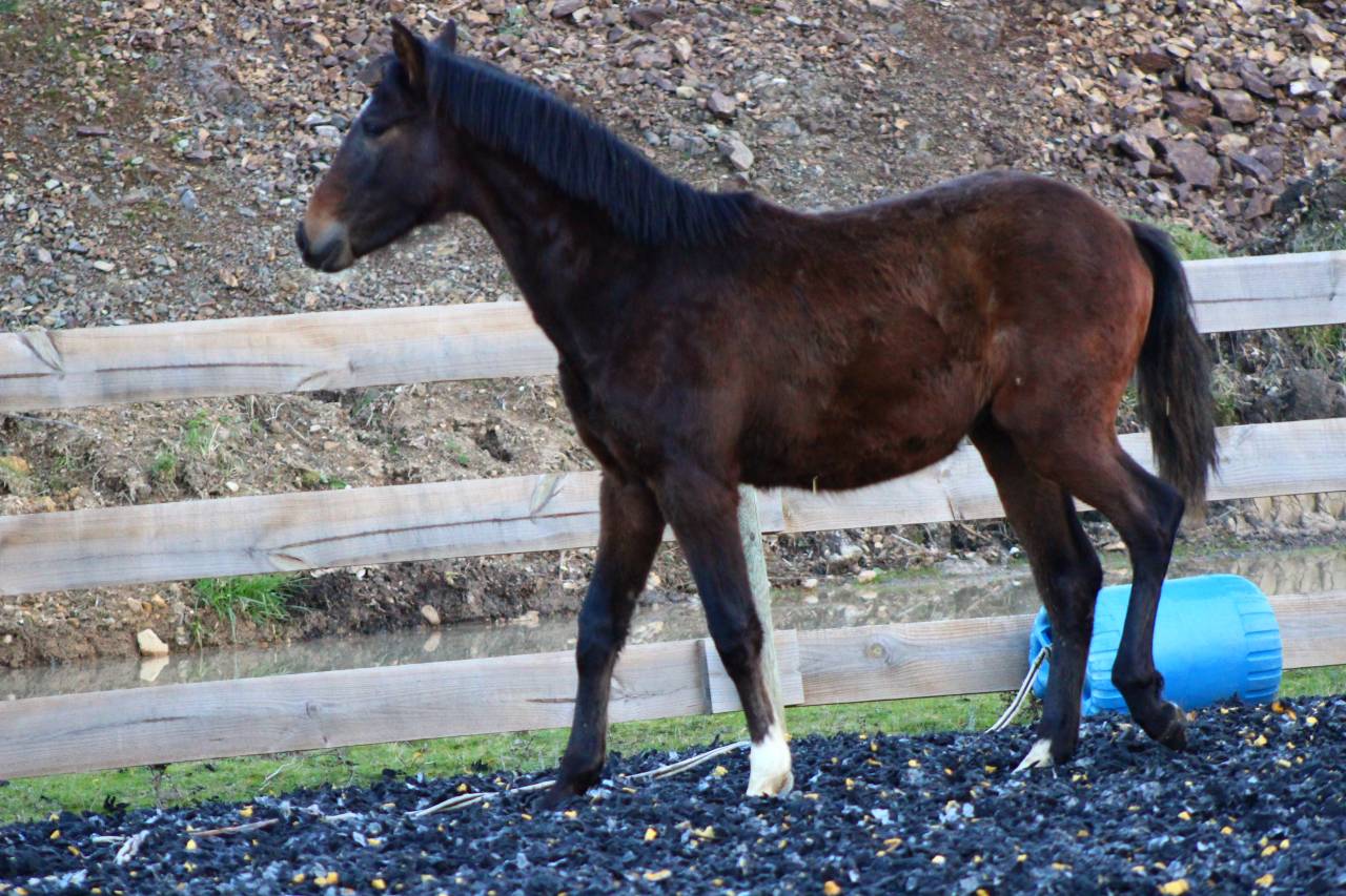 Gelding PRE Pure Spanish Bred For sale 2025 Bay