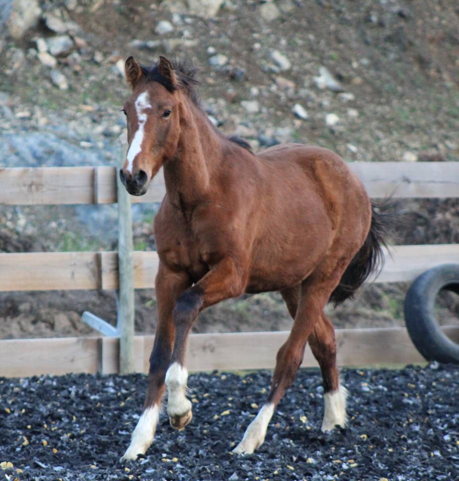 Gelding PRE Pure Spanish Bred For sale 2025 Bay