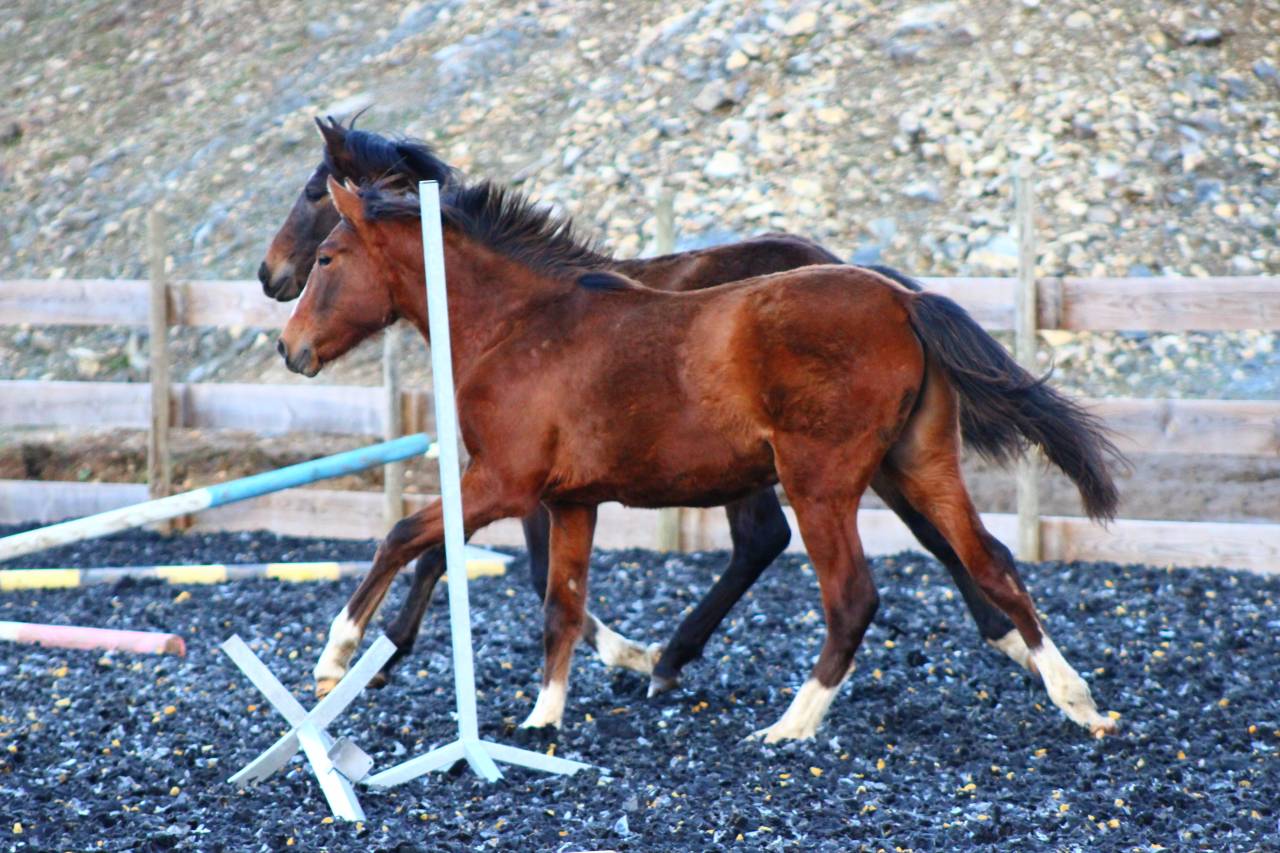 Gelding PRE Pure Spanish Bred For sale 2025 Bay