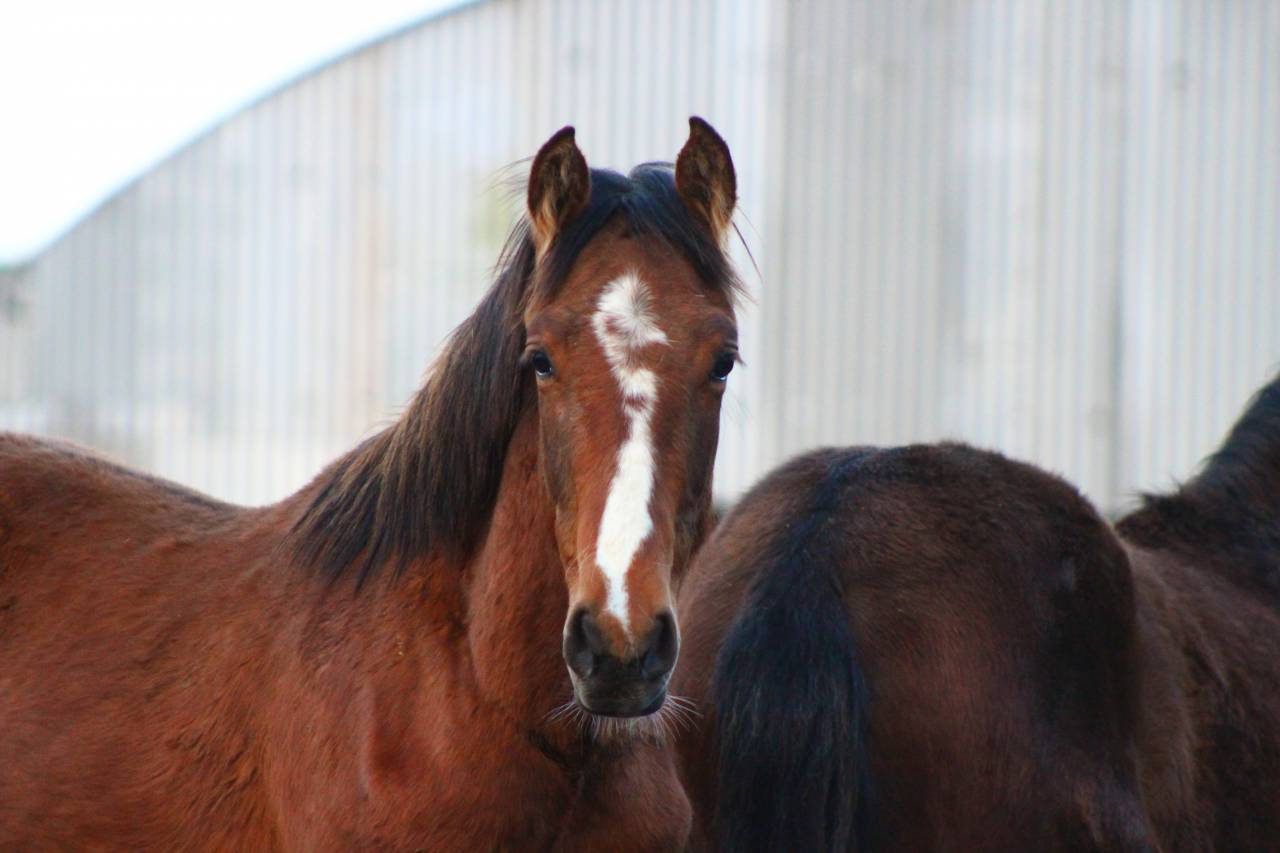 Gelding PRE Pure Spanish Bred For sale 2025 Bay