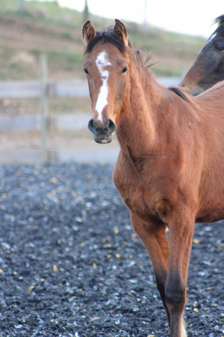 Gelding PRE Pure Spanish Bred For sale 2025 Bay