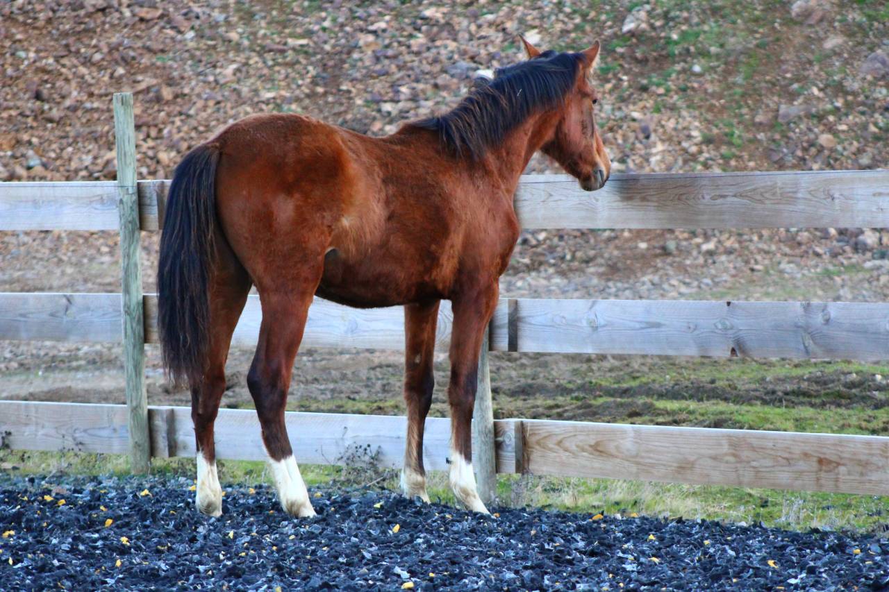Gelding PRE Pure Spanish Bred For sale 2025 Bay
