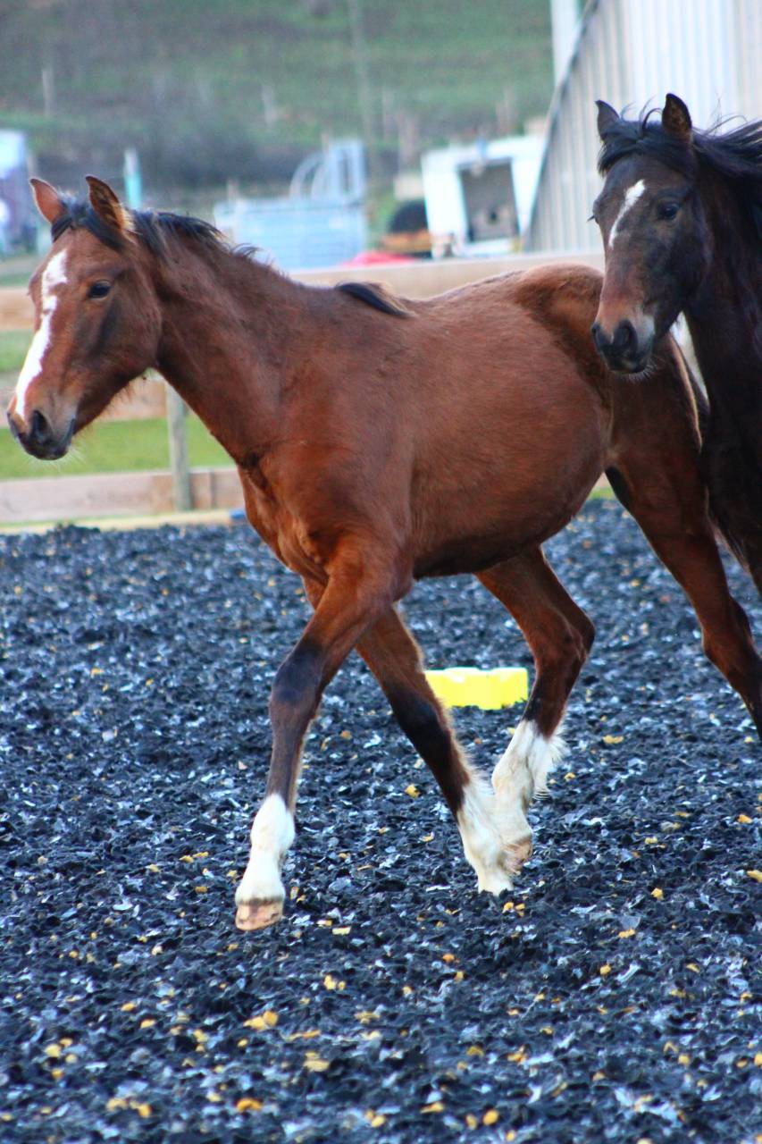 Gelding PRE Pure Spanish Bred For sale 2025 Bay