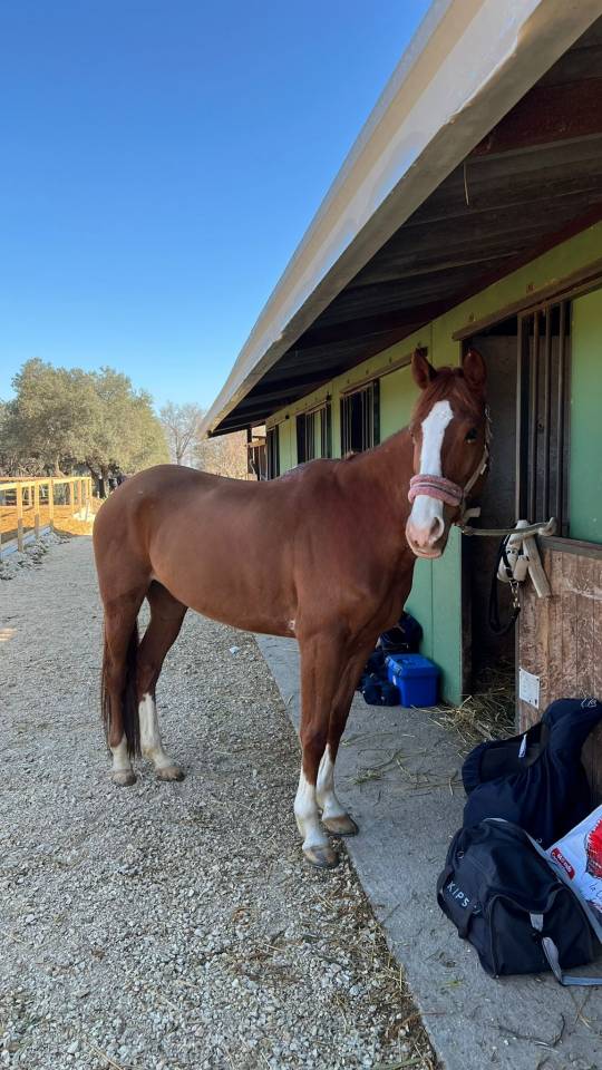 Mare Origin Recorded For sale 2017 Chesnut