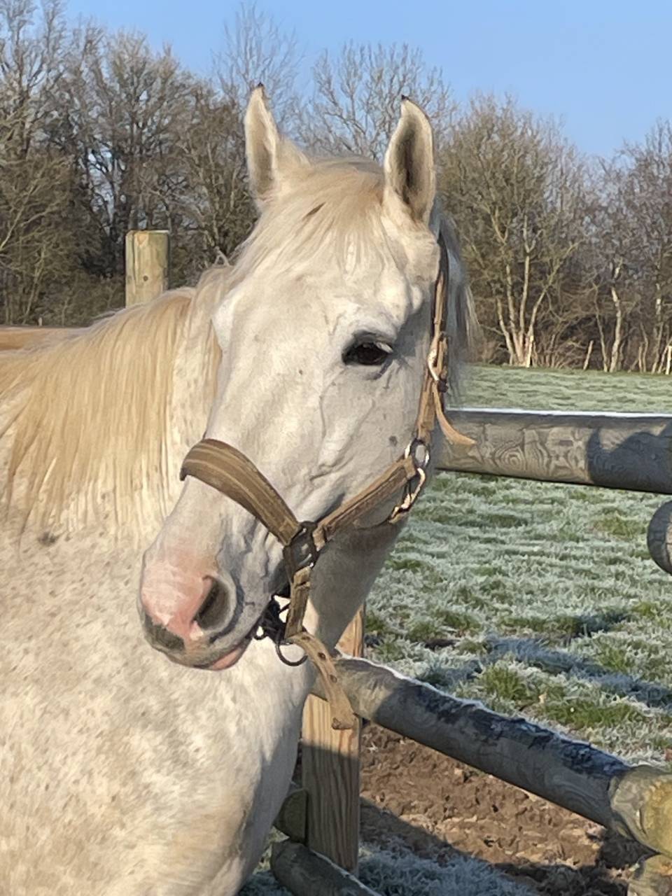 Mare AQPS For sale 2016 Grey