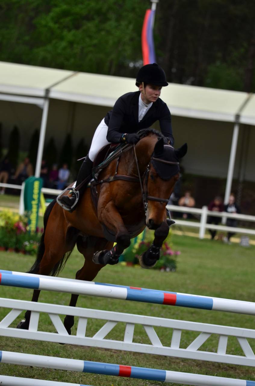 Gelding Selle Fran&ccedil;ais For sale 2016 Bay