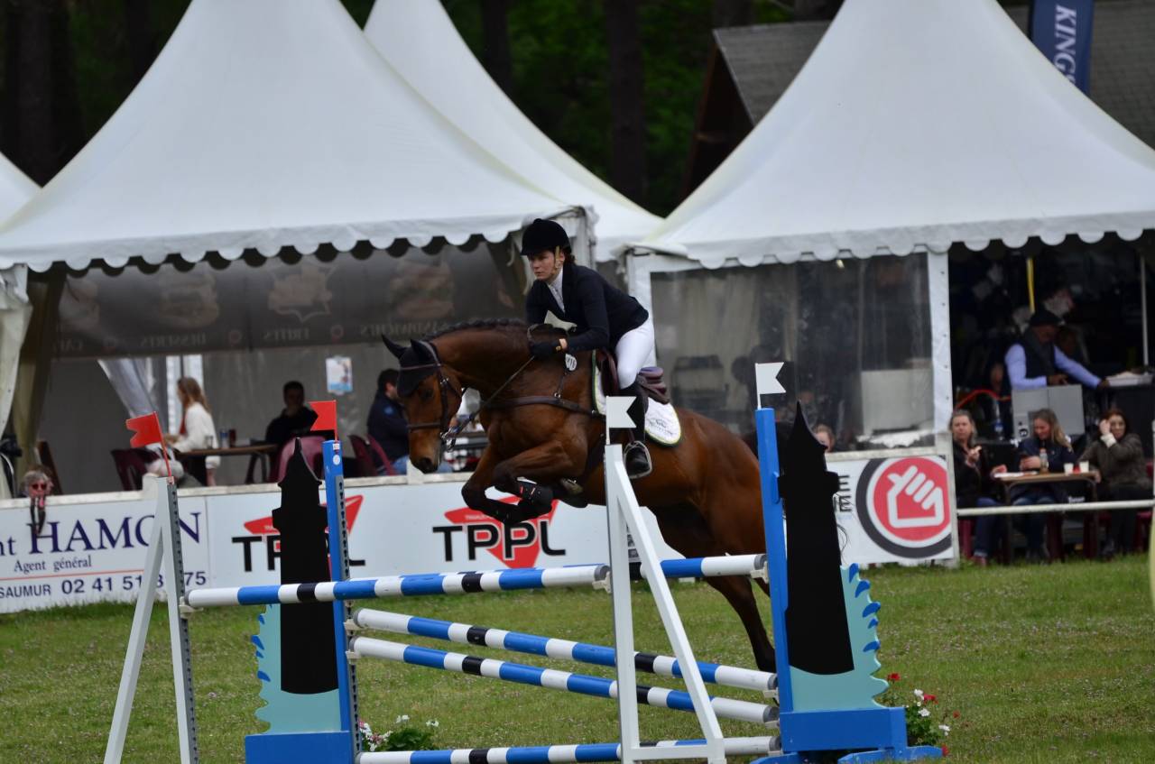 Gelding Selle Fran&ccedil;ais For sale 2016 Bay