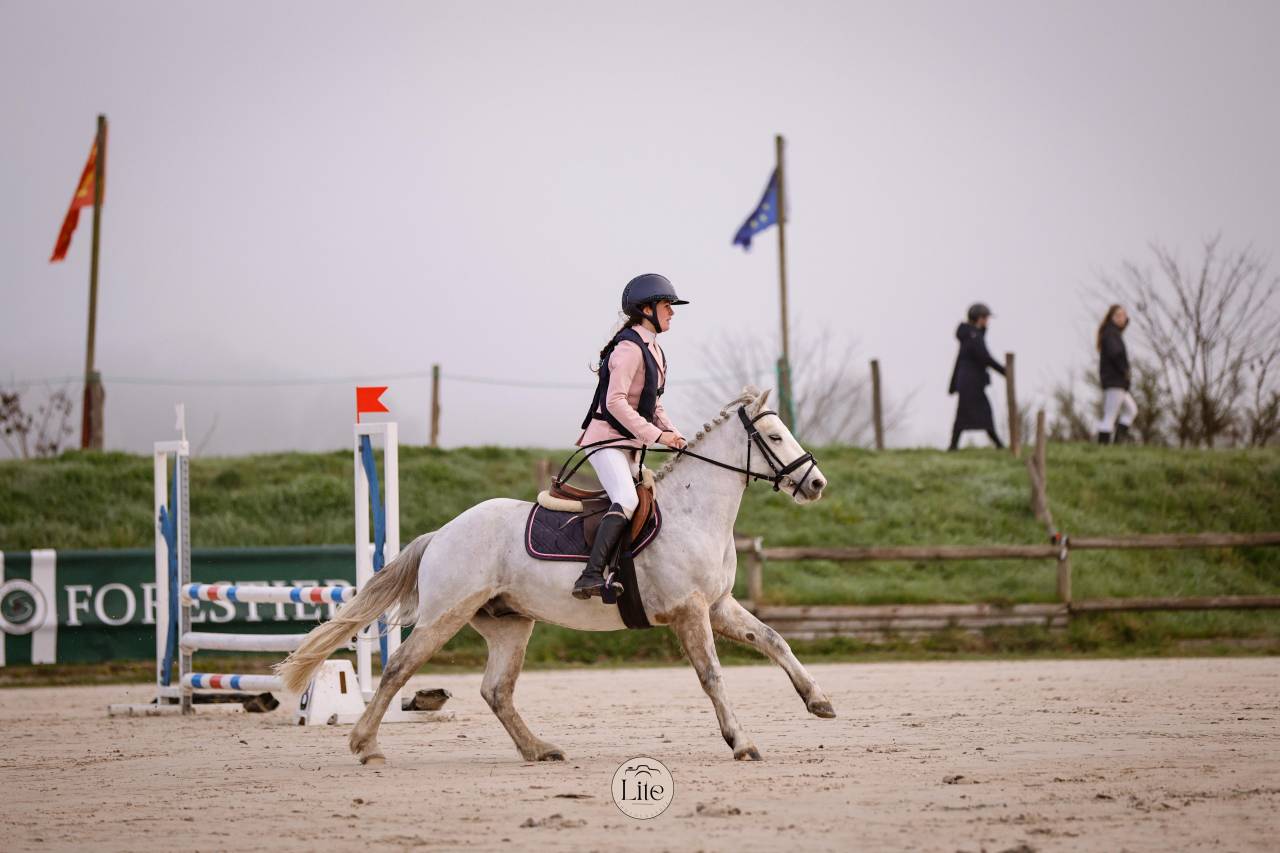 Gelding Connemara For sale 2021 Grey