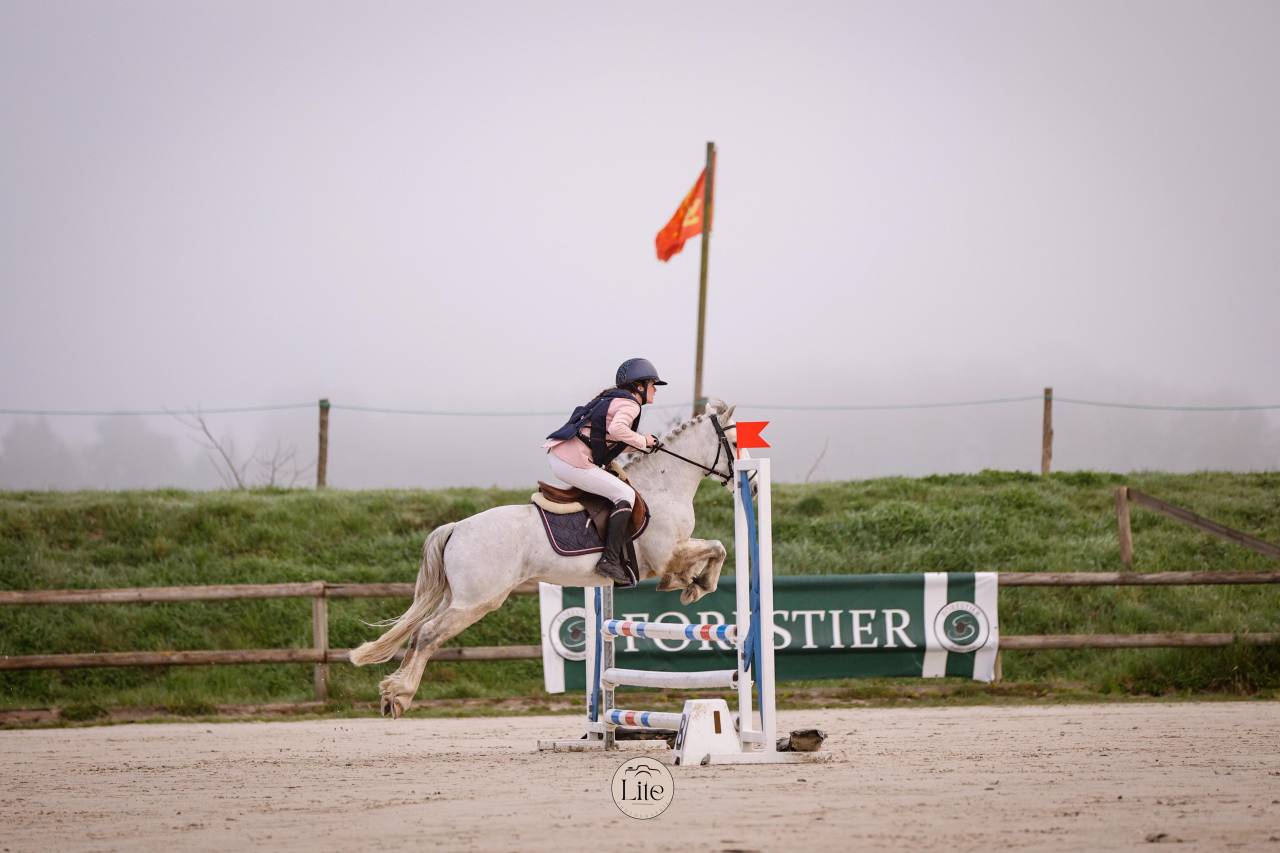 Gelding Connemara For sale 2021 Grey