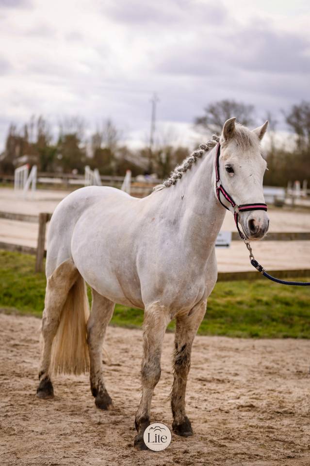 Gelding Connemara For sale 2021 Grey