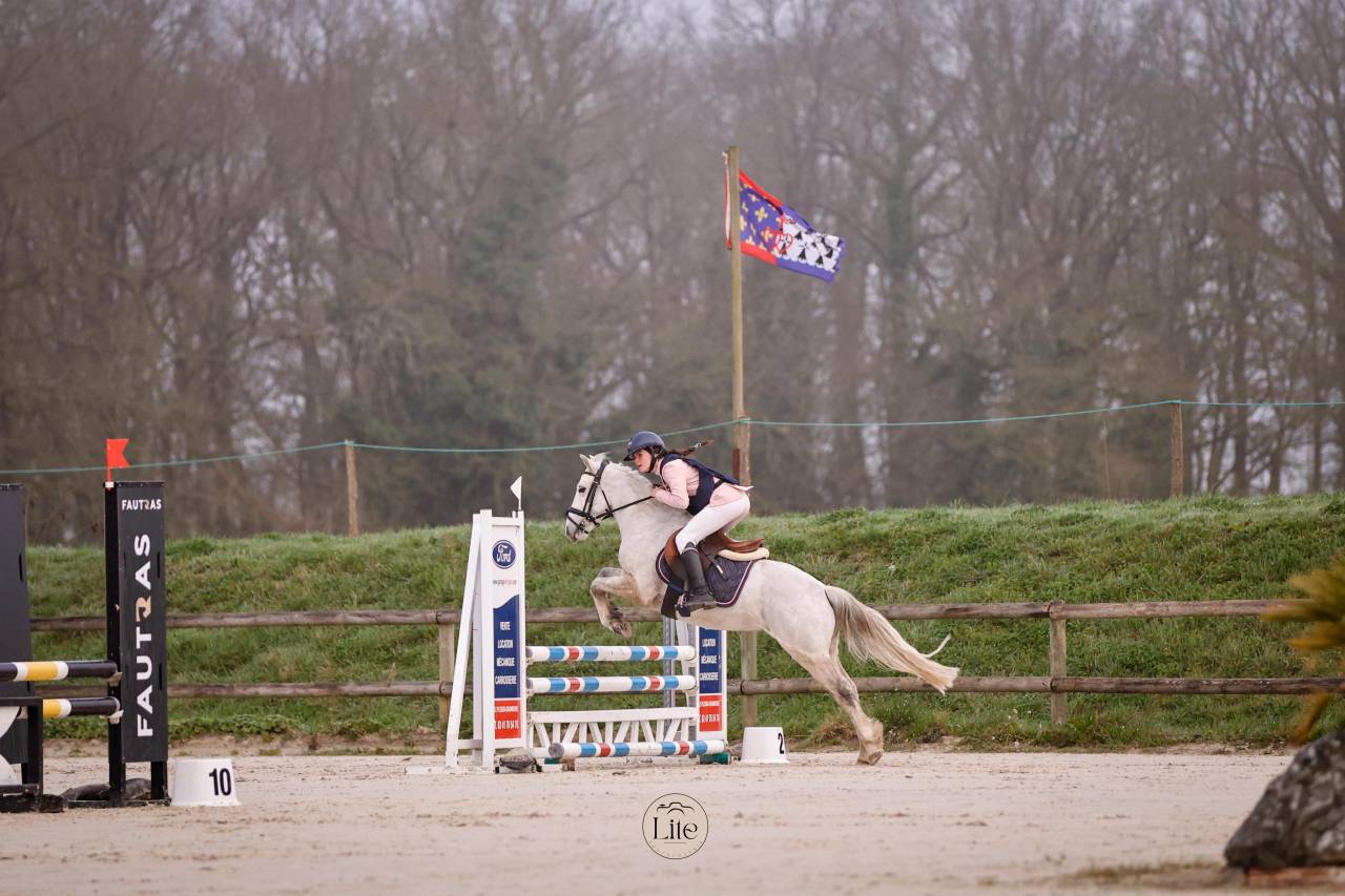 Gelding Connemara For sale 2021 Grey