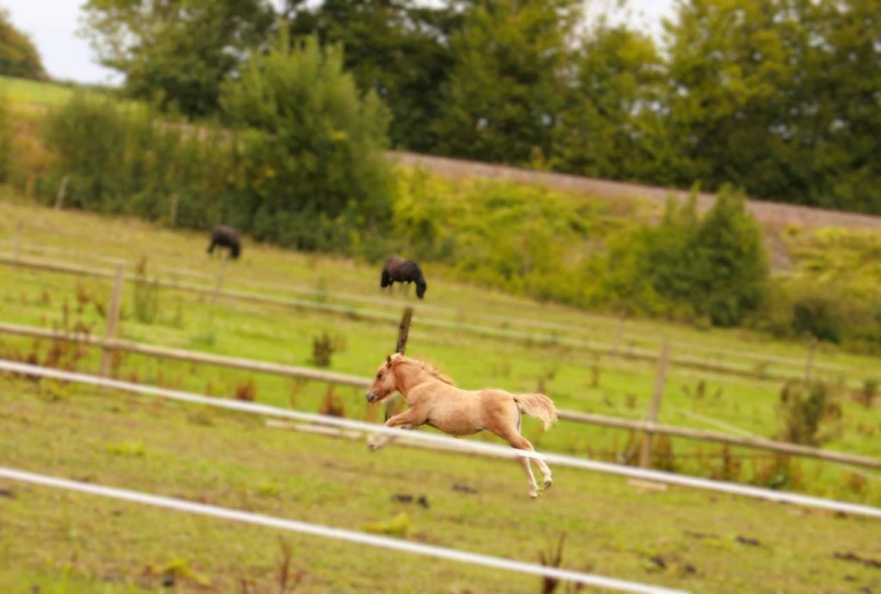 Filly Shetland Pony For sale 2025 Chesnut