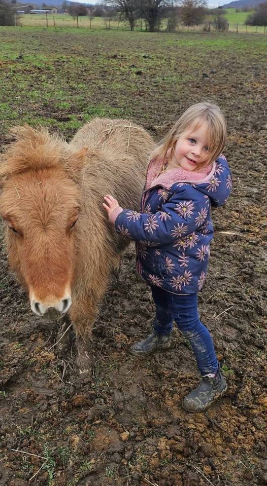 Filly Shetland Pony For sale 2025 Chesnut