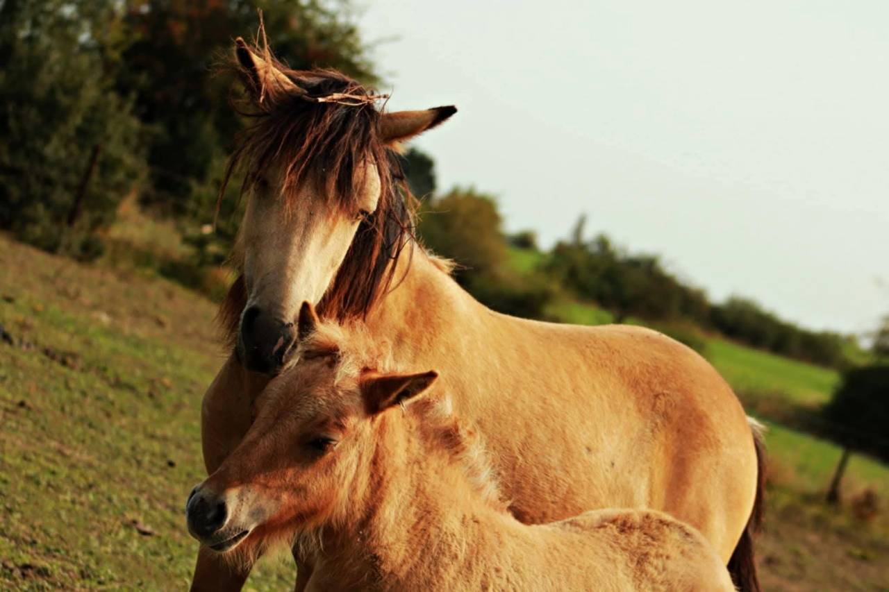 Filly Shetland Pony For sale 2025 Chesnut