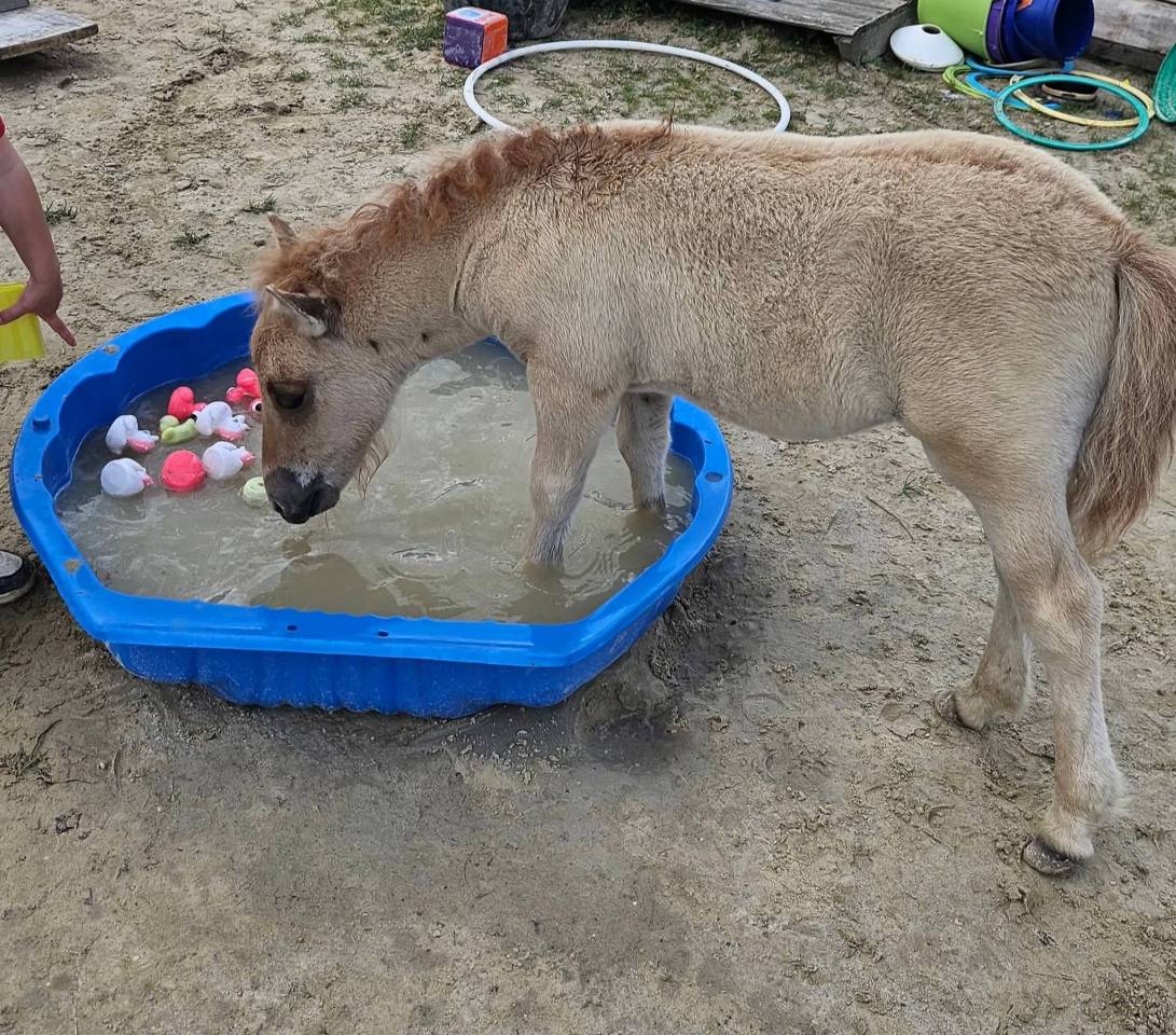 Filly Shetland Pony For sale 2025 Chesnut
