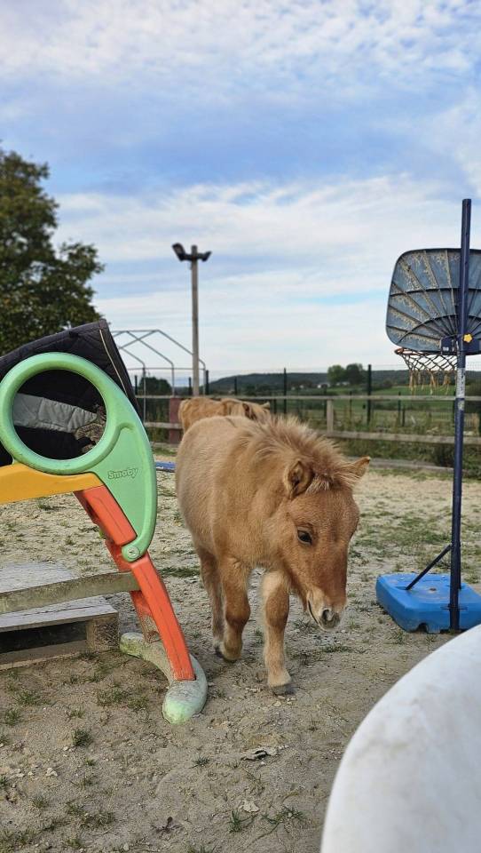 Filly Shetland Pony For sale 2025 Chesnut
