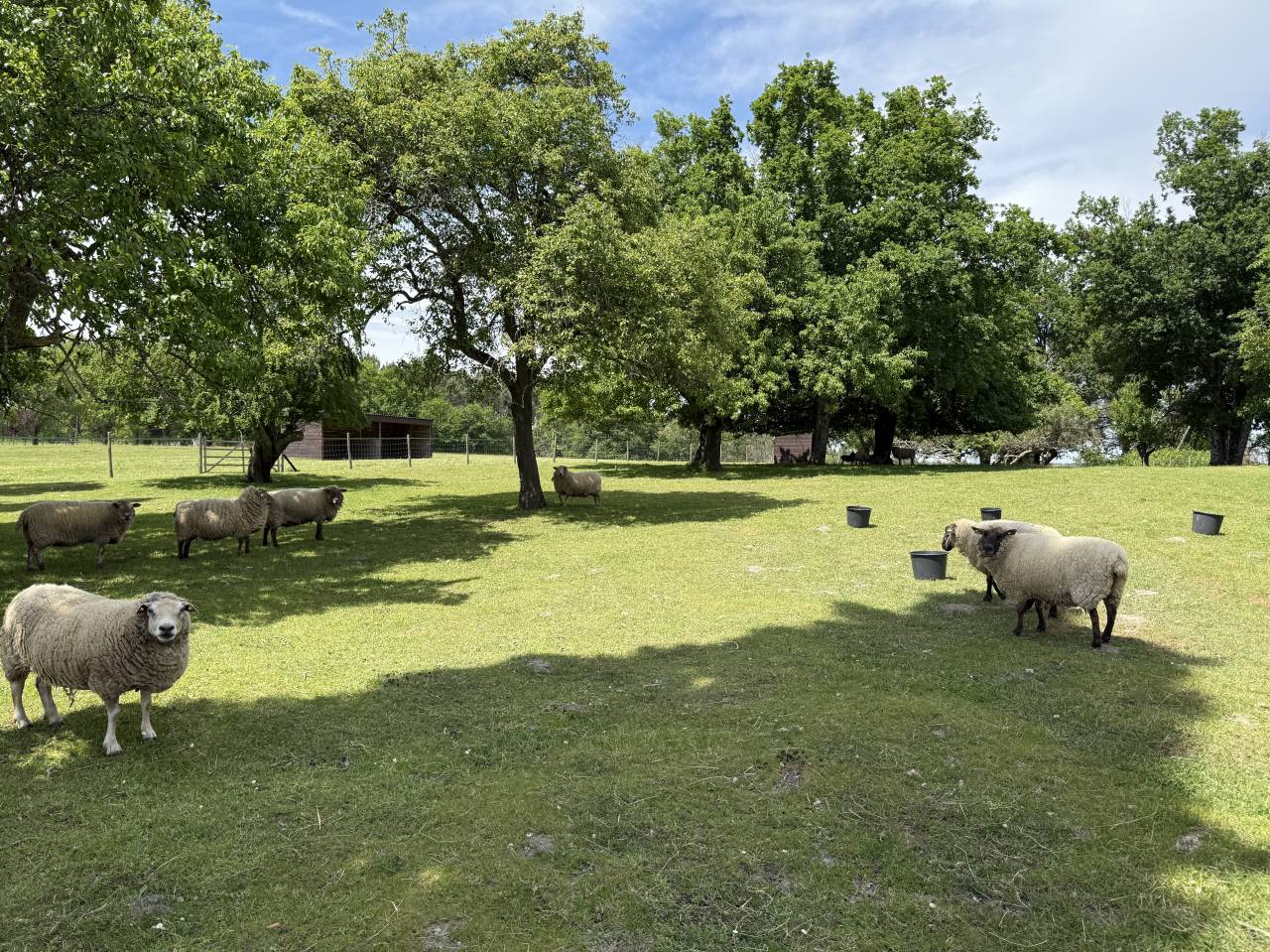 Equestrian property  Charente