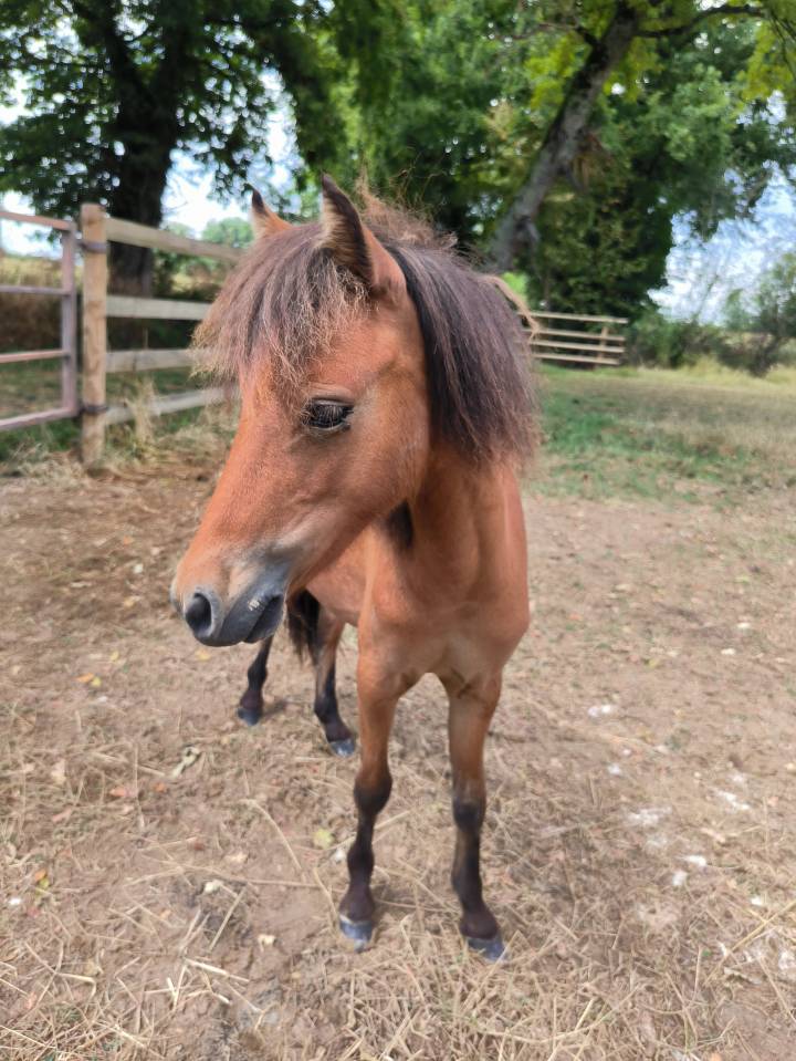 Entire American Miniature Horse AMHA For sale 2024 Bay