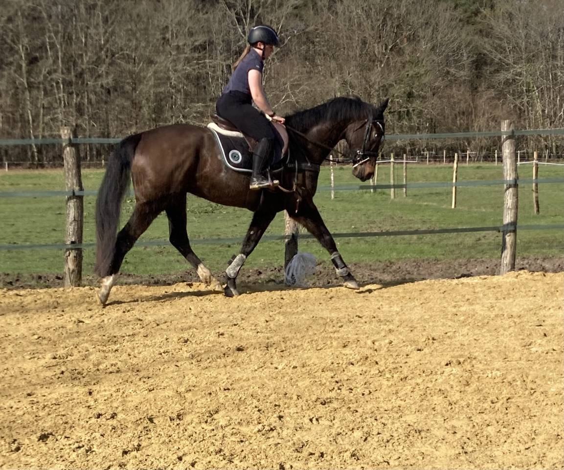 Gelding Selle Fran&ccedil;ais For sale 2020 Dark Bay