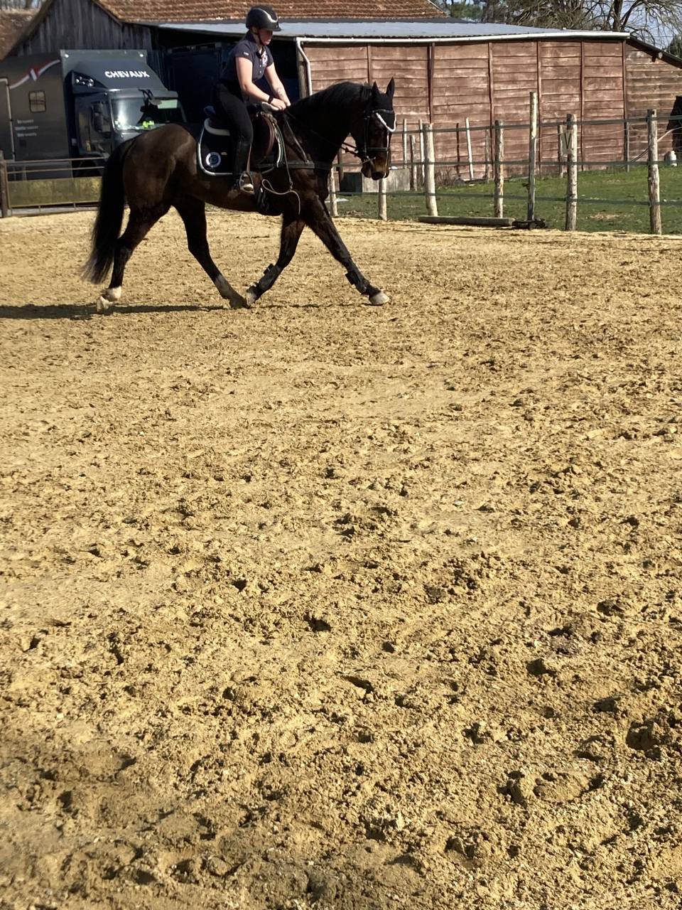 Gelding Selle Fran&ccedil;ais For sale 2020 Dark Bay