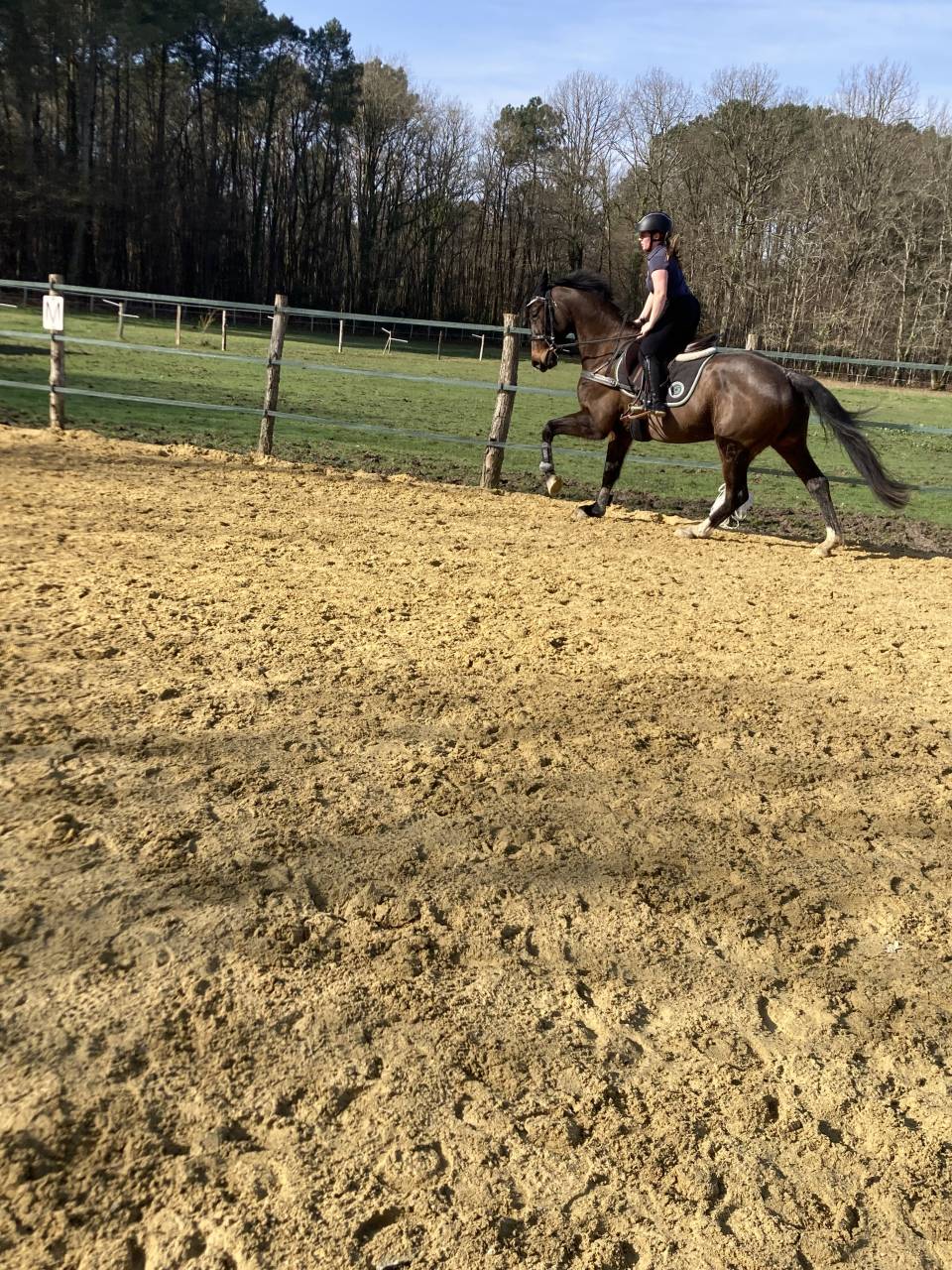 Gelding Selle Fran&ccedil;ais For sale 2020 Dark Bay