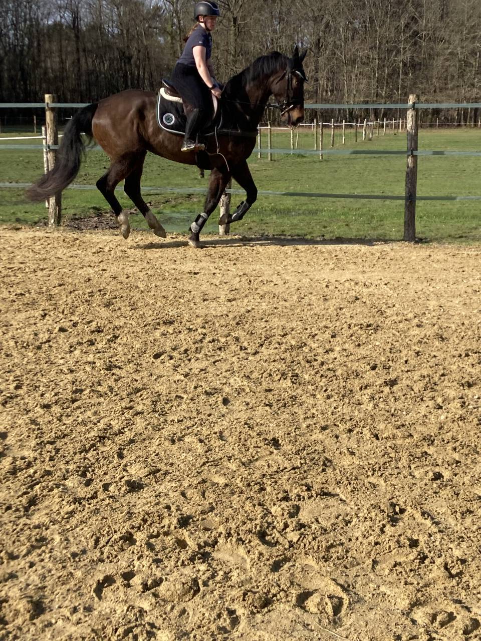 Gelding Selle Fran&ccedil;ais For sale 2020 Dark Bay