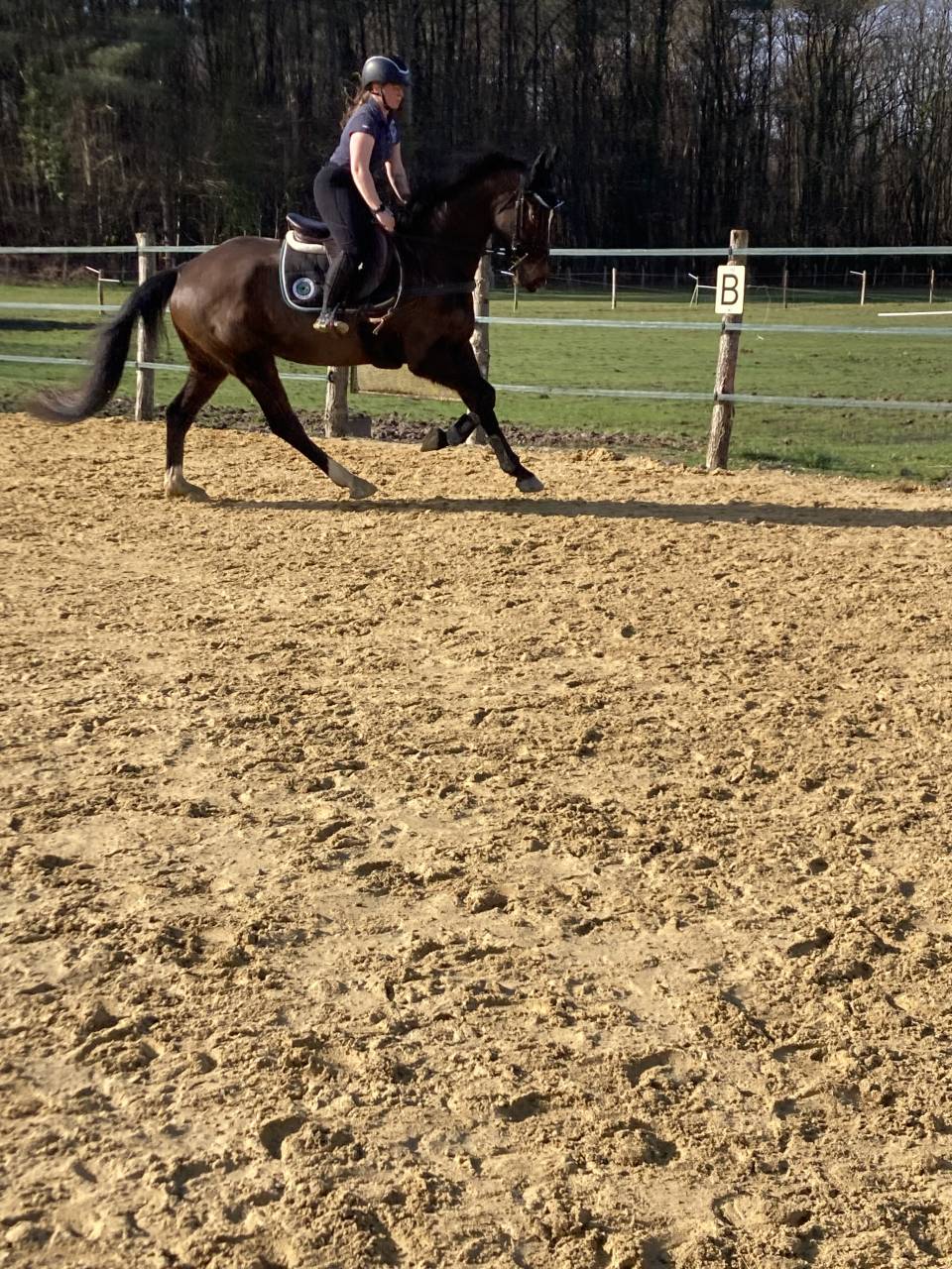 Gelding Selle Fran&ccedil;ais For sale 2020 Dark Bay