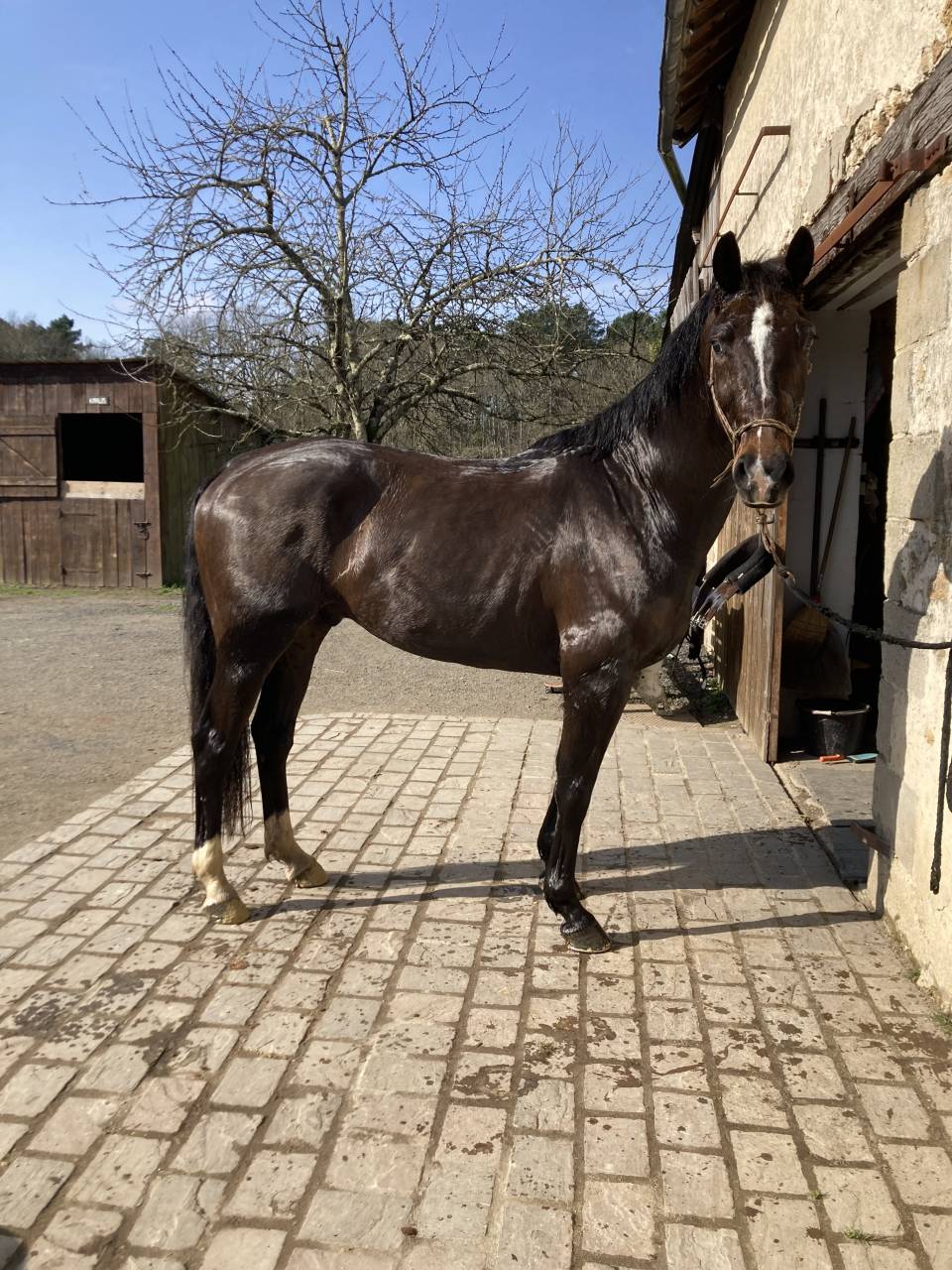 Gelding Selle Fran&ccedil;ais For sale 2020 Dark Bay
