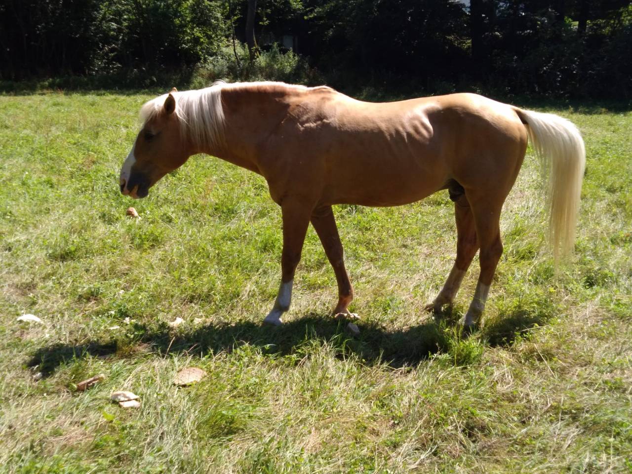 Stallion Palomino For sale 2009 Palomino