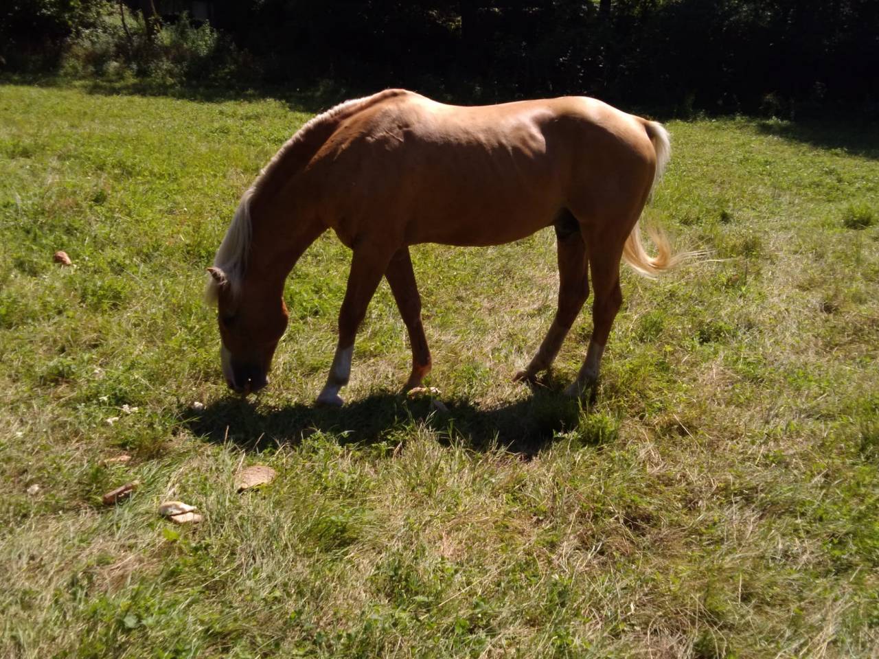 Stallion Palomino For sale 2009 Palomino