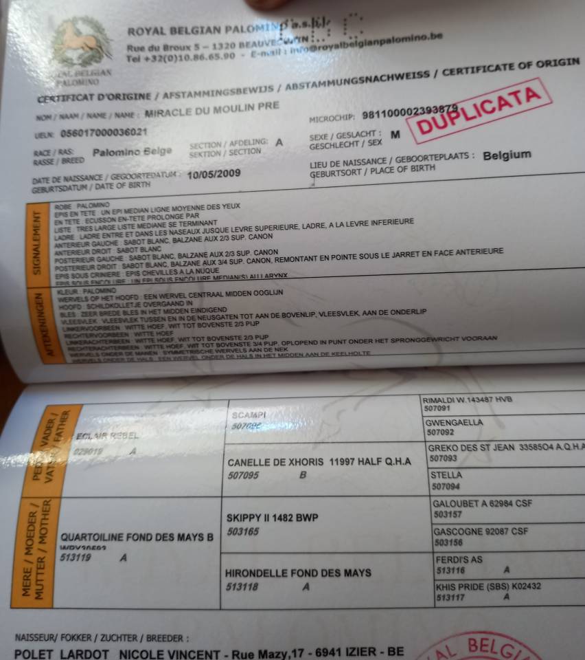 Stallion Palomino For sale 2009 Palomino