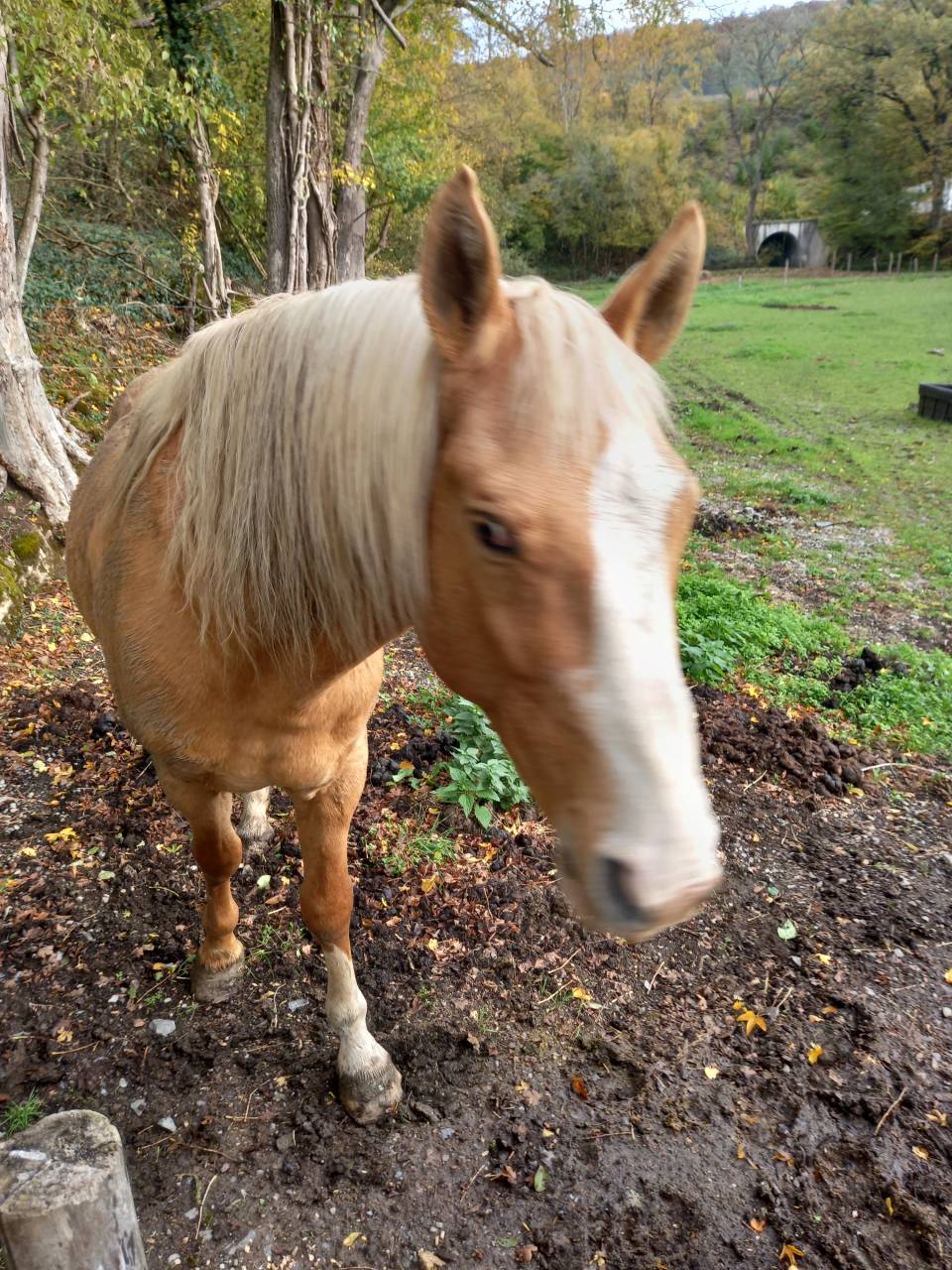 Stallion Palomino For sale 2009 Palomino