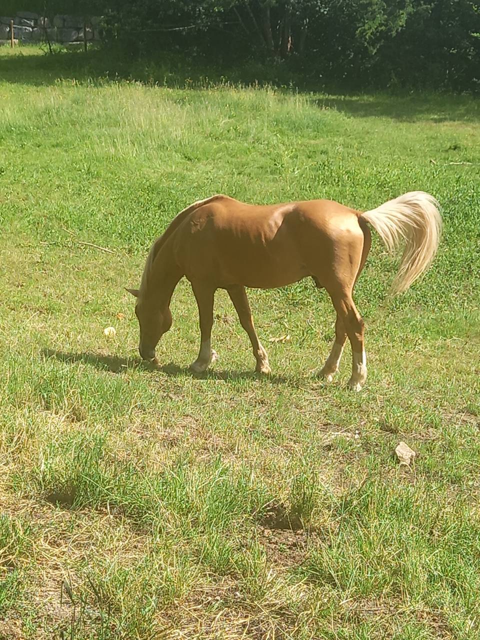Stallion Palomino For sale 2009 Palomino