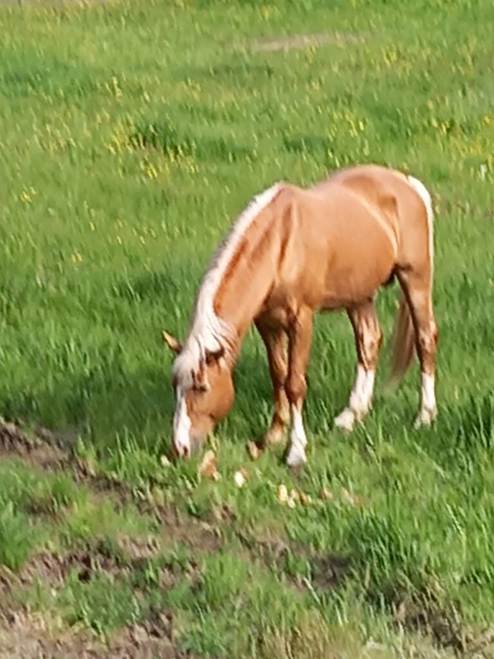 Stallion Palomino For sale 2009 Palomino