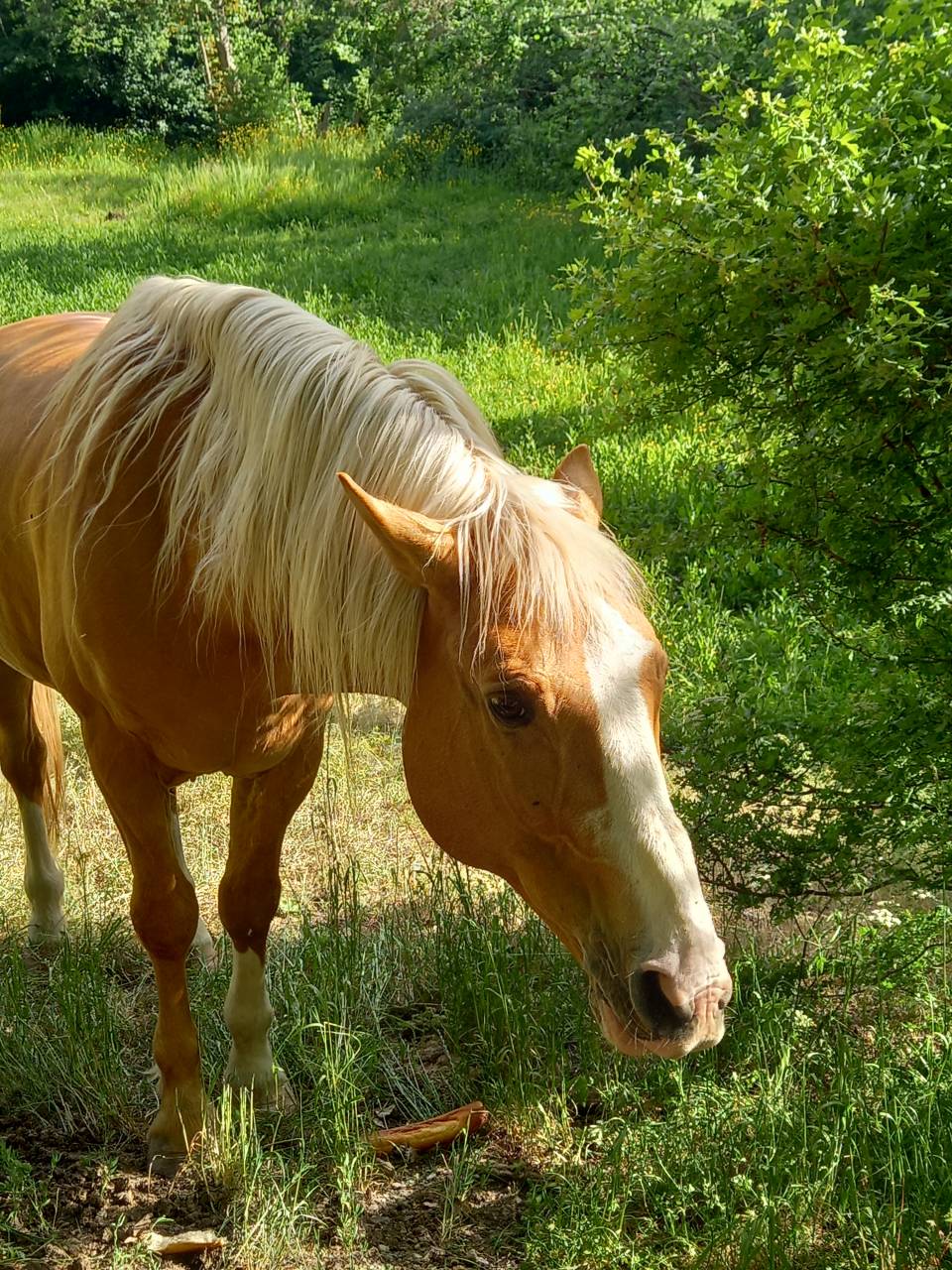 Stallion Palomino For sale 2009 Palomino