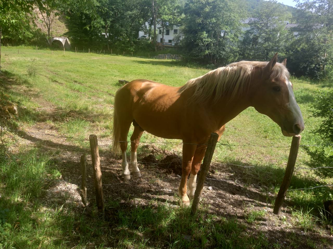 Stallion Palomino For sale 2009 Palomino