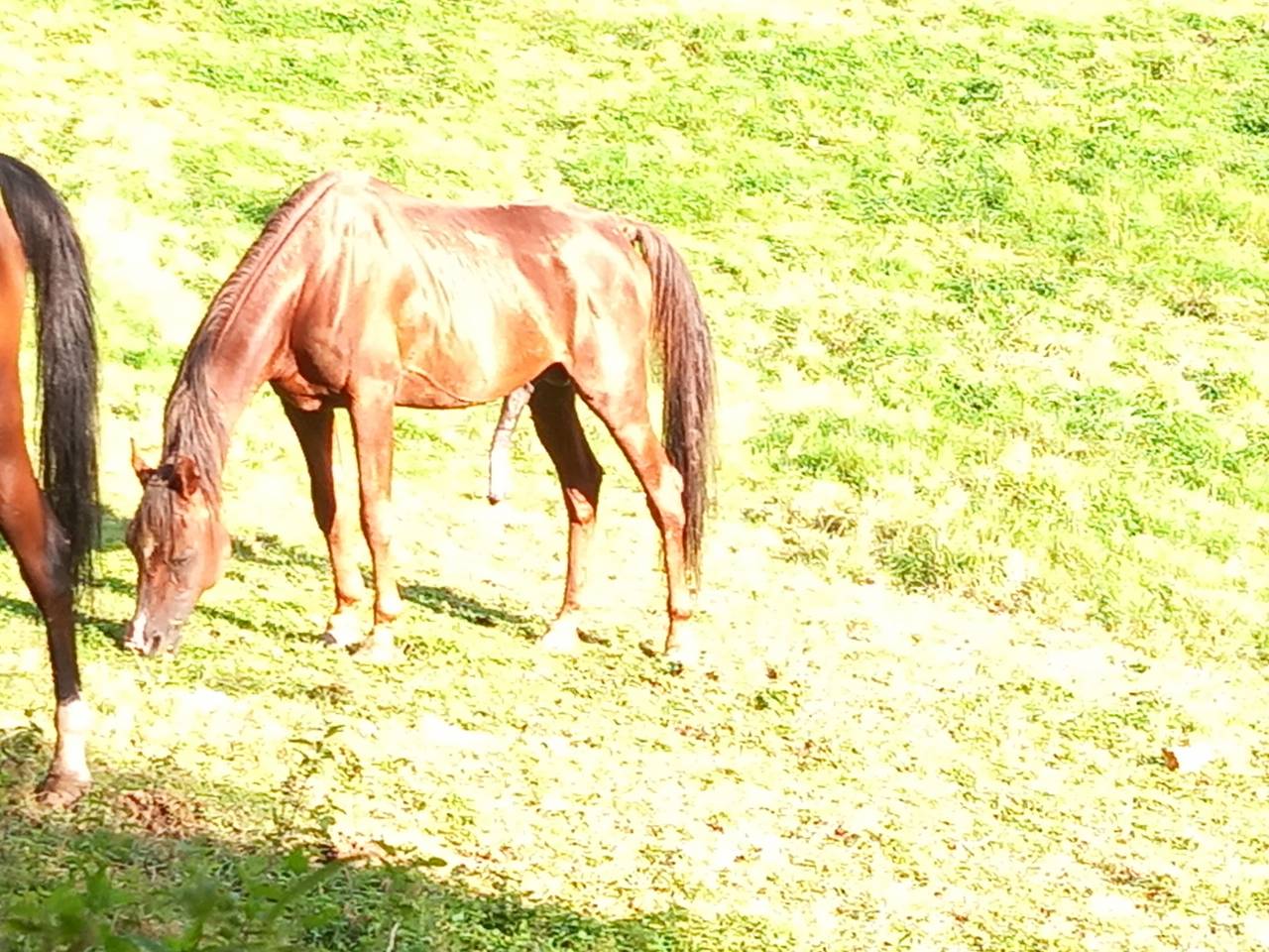 Stallion Palomino For sale 2009 Palomino