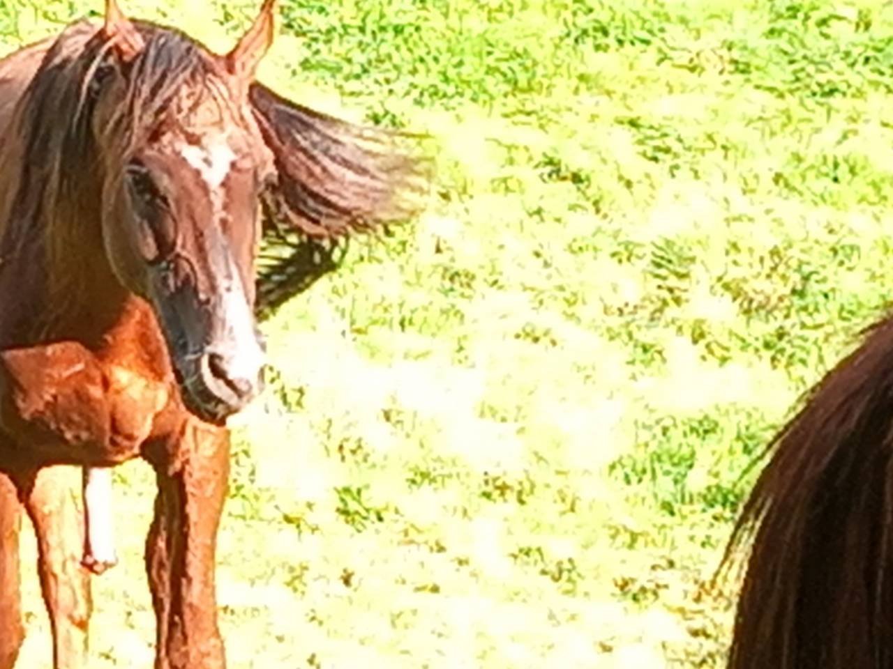 Stallion Palomino For sale 2009 Palomino