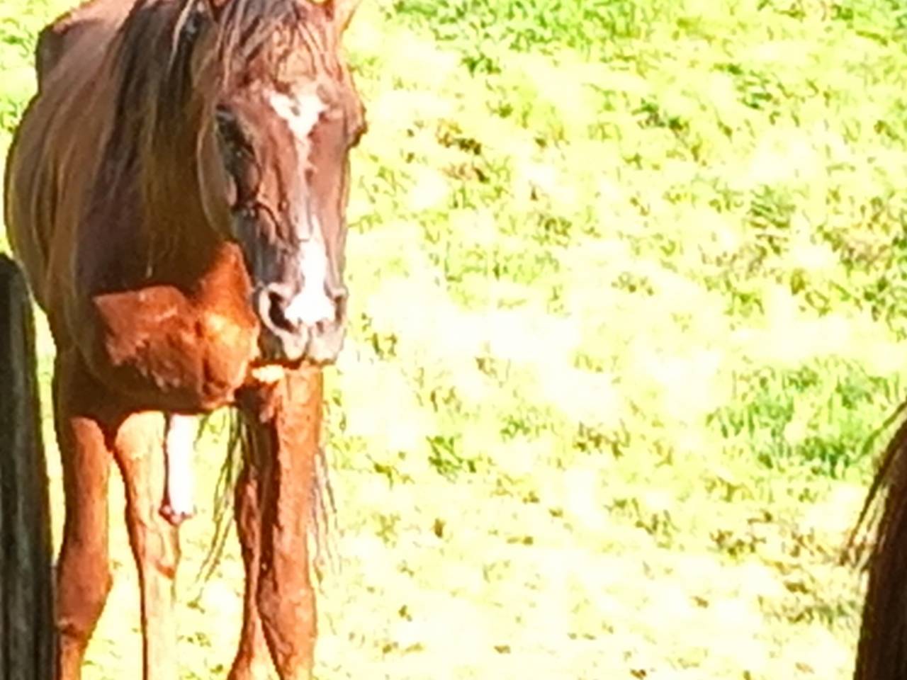 Stallion Palomino For sale 2009 Palomino