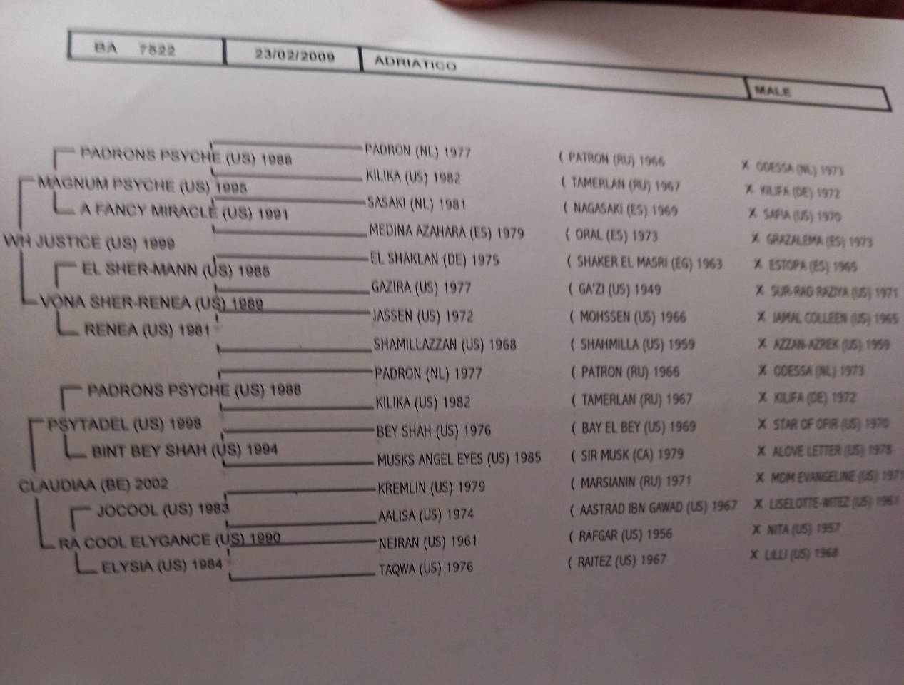 Stallion Palomino For sale 2009 Palomino