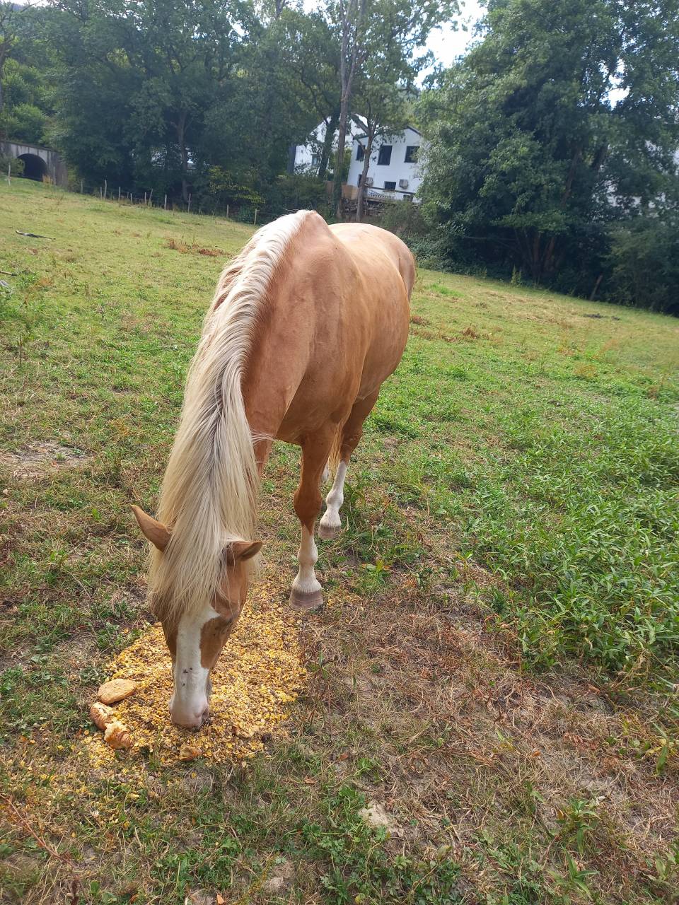 Stallion Palomino For sale 2009 Palomino