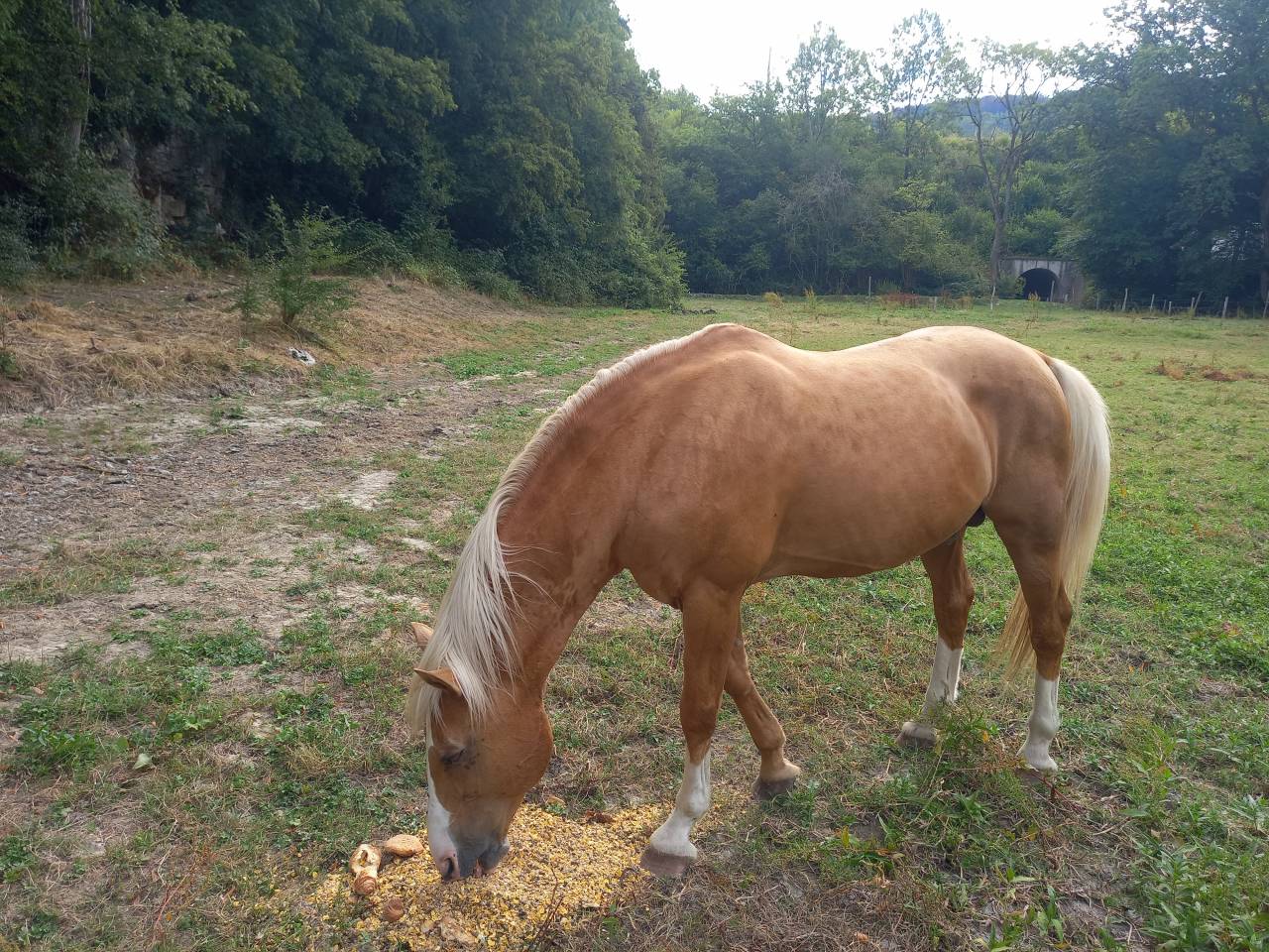 Stallion Palomino For sale 2009 Palomino