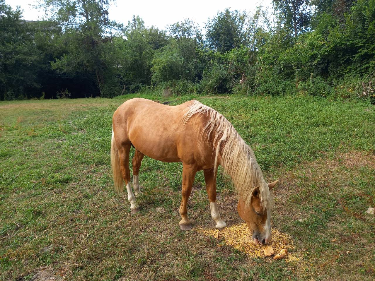 Stallion Palomino For sale 2009 Palomino